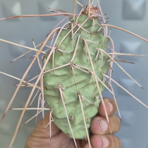 Opuntia Sulphurea cactus with unique spines