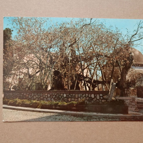 Postcard "Kos Platanos Ippokratous" used, color
