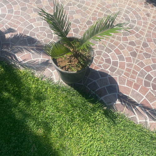 Cycas in pot