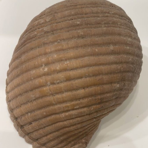 Tonna Galea shell new, 13x16x19cm unprocessed