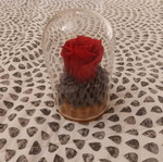 Forever Rose in Glass Dome with Dried Hydrangea, Like New