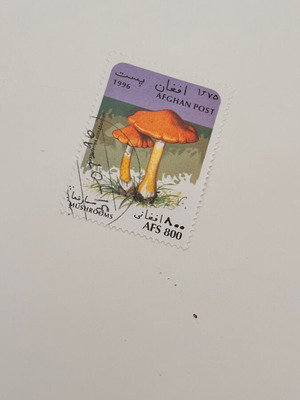Afghanistan 1996 stamp mushroom series like new