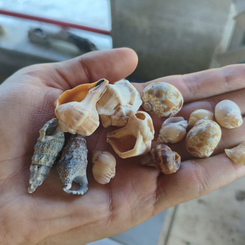 Seashells new, all together