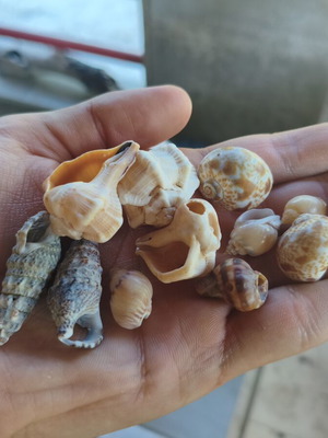 Seashells new, all together