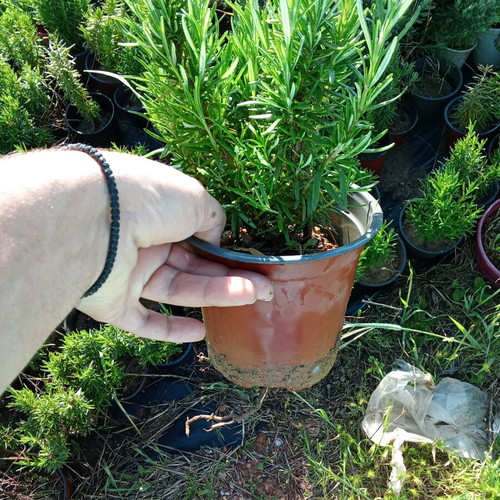 Rosemary and mint new, box of 2 pieces