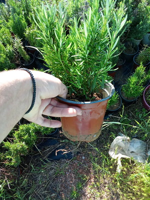 Rosemary and mint new, box of 2 pieces