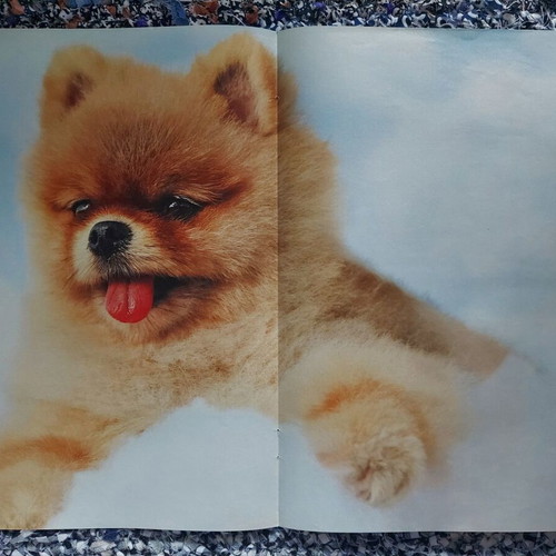 Cro & Dog poster like new, size 40x28, PopCorn magazine