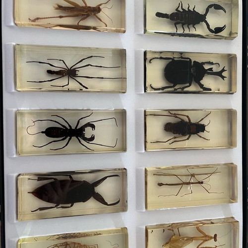 Insect collection like new with issues