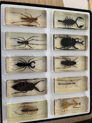 Insect collection like new with issues