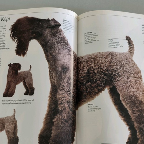 Book The Perfect Book of the Dog David Taylor like new