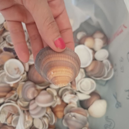 Natural seashells pack 1.5 kg for crafts and decoration