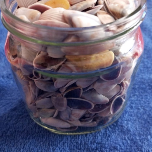 Jar of seashells like new, colorful for crafts and candle making