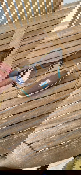γυαλιά ηλίου toms