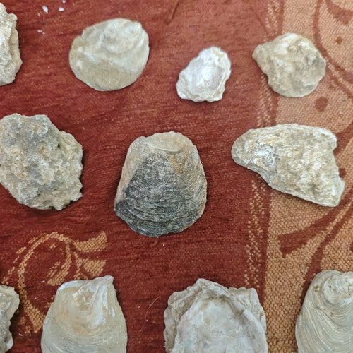 Mountain shells used, pack