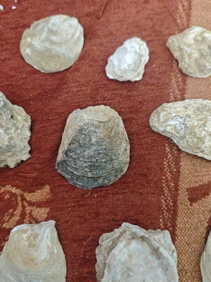 Mountain shells used, pack