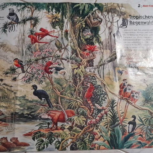 Disney Mickey Mouse poster used, 60x47, tropical animals