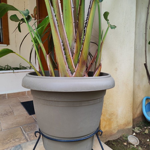 Strelitzia Nicolai plant like new, over 2 meters with pot and metal stand