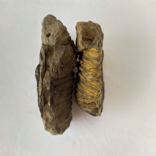Calymene Trilobite Fossils from Morocco, like new, set of 2