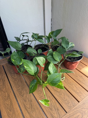 Pothos plants new, small size