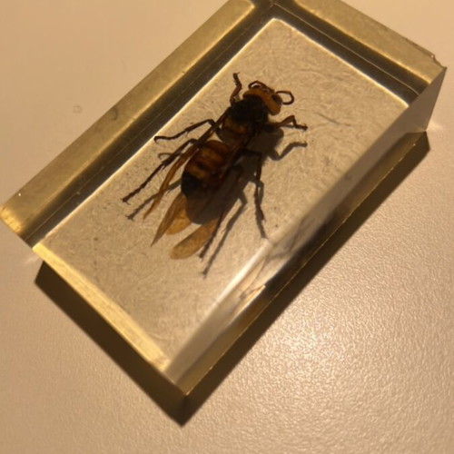 Wasp in resin used, De Agostini insect collection