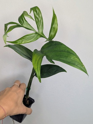 Φυτό Monstera Subpinnata