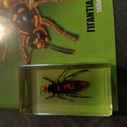 Alithina Zoyfia Issue 5 used