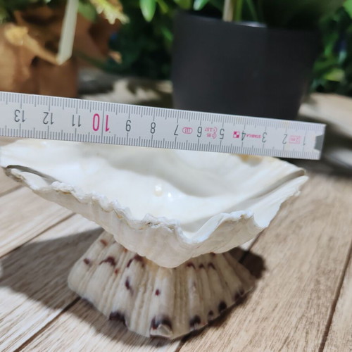 Vintage natural ocean shell bowl, royal design