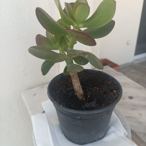 Crasula ovata succulent plant, 12-15 cm tall