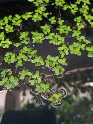 Giant Duckweed Spirodela polyrhiza for Aquariums and Ponds