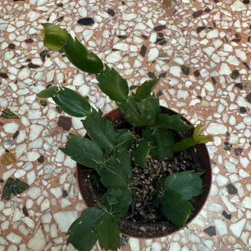 Christmas cactus new