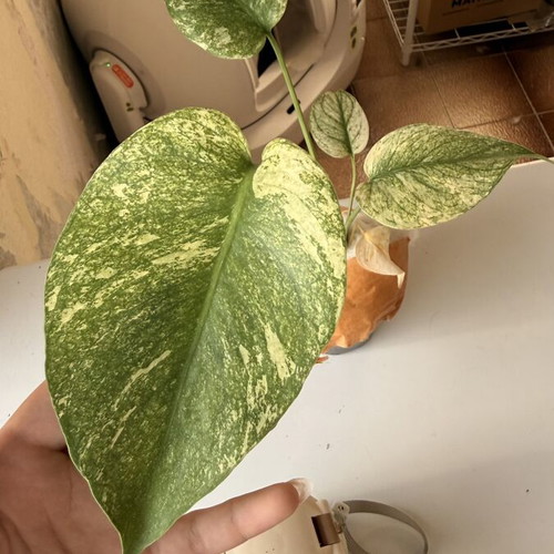 Monstera White Monster new, well rooted