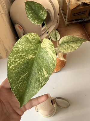 Monstera White Monster new, well rooted
