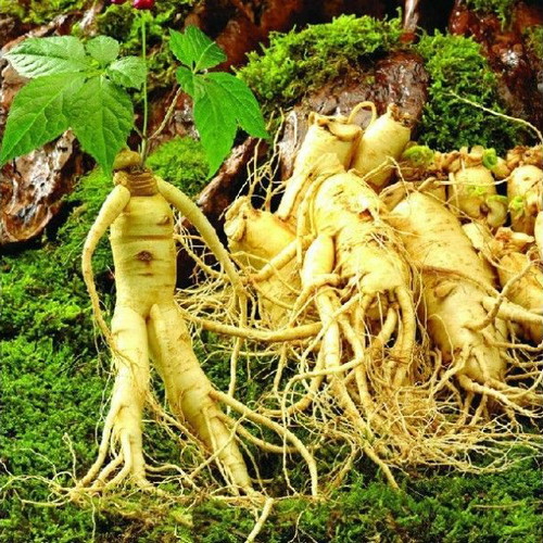 Panax Ginseng seeds, pack of 10, fresh for planting