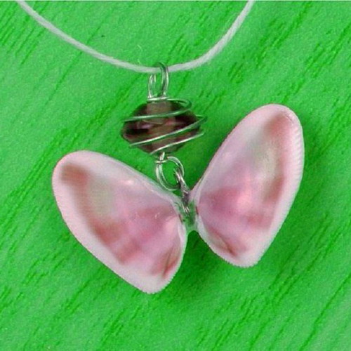 Pholas dactylus shells new, pack of 24 for handmade jewelry