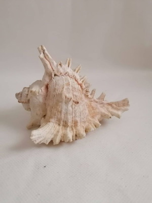 Κοχύλια μεταχειρισμένα Natural Huge, Giant Murex Cone Shell για συλλογή