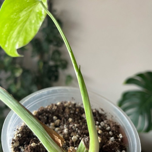Monstera Albo small rare rooted plant new