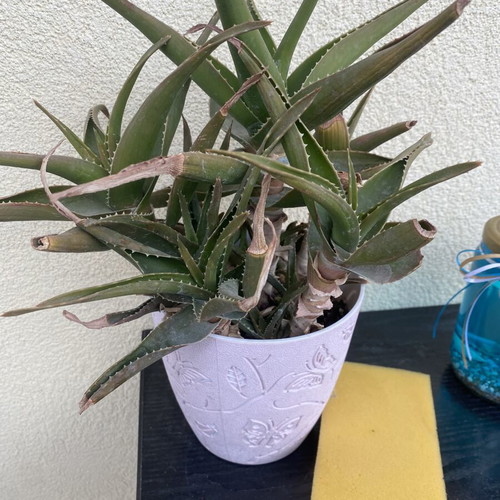 Aloe plants used, healthy and strong, ready for transplanting