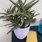 Aloe plants used, healthy and strong, ready for transplanting