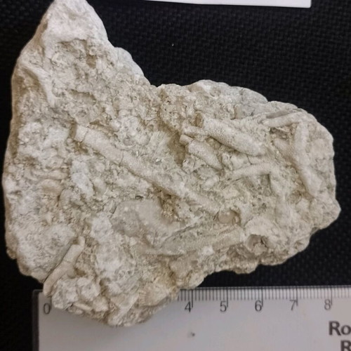 Fossils used, bryozoan colony