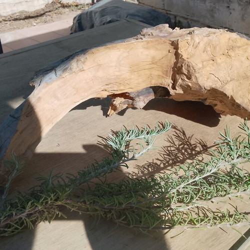 Olive wood new for terrarium and decoration