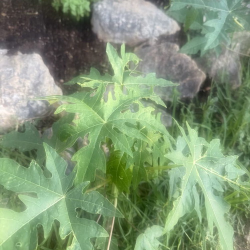 Papaya from Gold variety seed, new