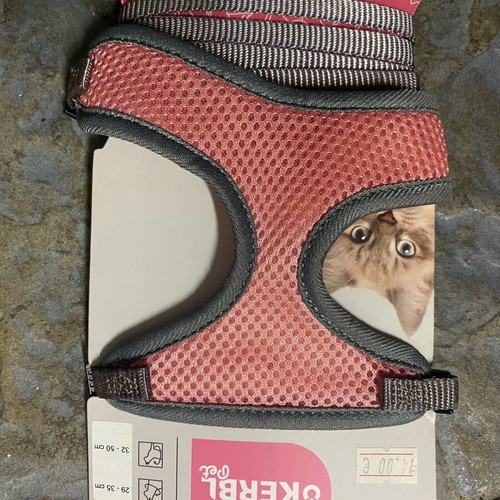 Cat collar with harness leash new