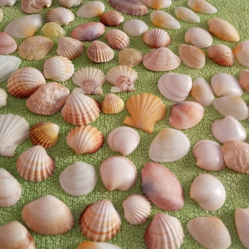 Rare collectible natural seashells like new for decoration and crafts