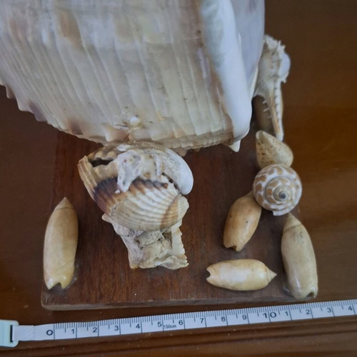 Decorative seashell composition used, wooden base