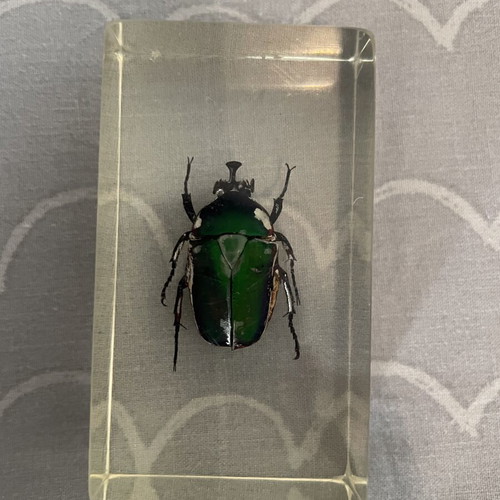 Collection of 9 insects and arthropods in resin