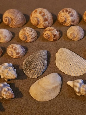 Collection of small rare shells like new