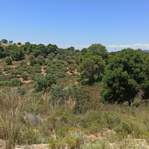 Buildable land plot 33,000 m² in Peloponnese with panoramic view