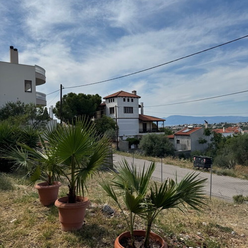 Palm trees new 1.5 meter