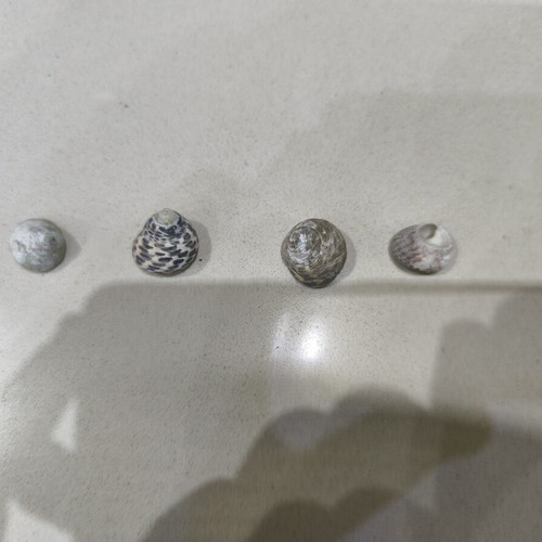 Wild sea shells collection