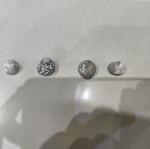 Wild sea shells collection